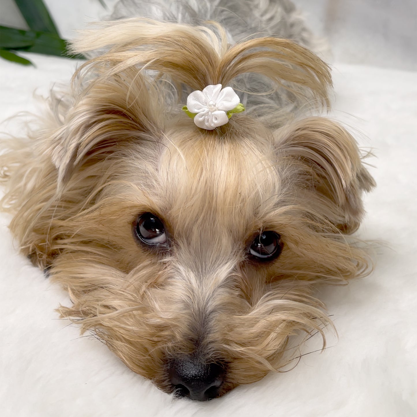 Ластик "White Blossom"